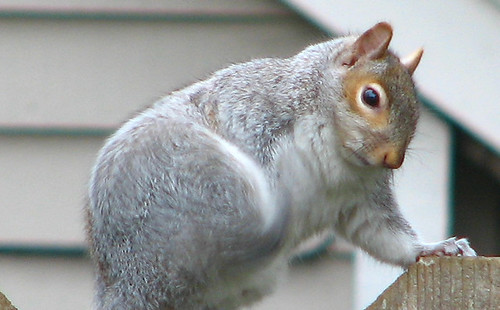 Squirrel_12Xcrom_from5MP