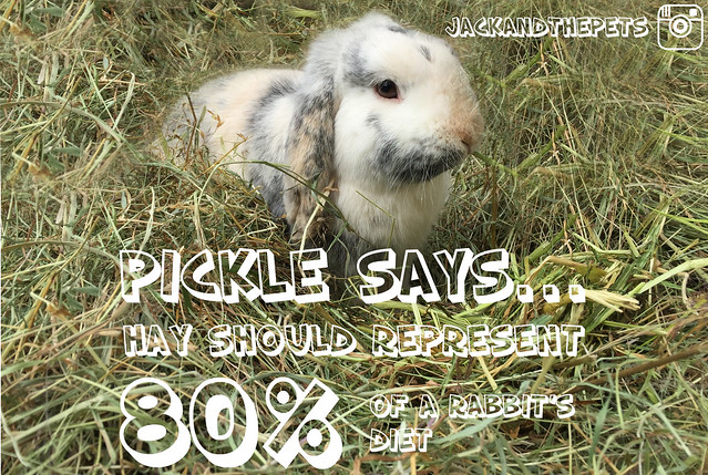 A message from Pickle... 19706861741_2f19cc04c0_z