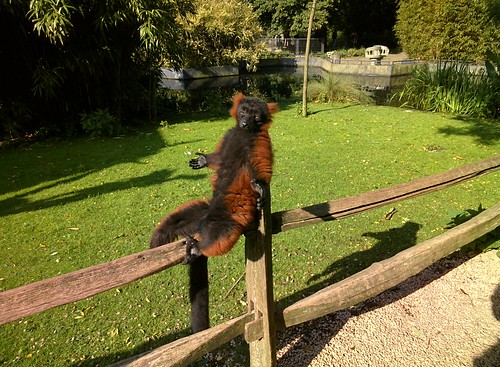 Posing Lemur, Artis Zoo, Amsterdam #throughglass