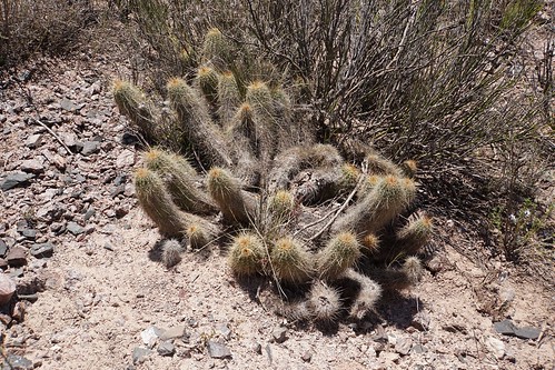 argentinien cacti cactus candicans cuestademiranda fnrrb3348 ka3571s kakteen kaktus larioja rb3348 standort trichocereus