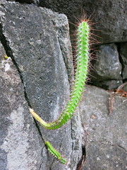 Precarious cactus