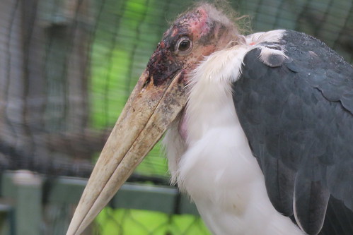Marabou Stork 01