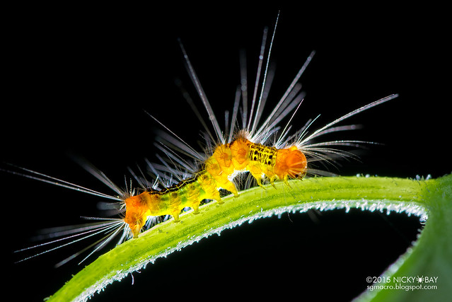 Caterpillar - DSC_6229