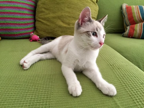 Newman, gatito siamés tabby de ojazos azul cielo esterilizado, nacido en Marzo´15, en adopción. Valencia. ADOPTADO. 19698421485_8fffde185b