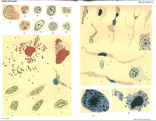 Plate VI, Journal of Physiology 19 (5-6) (1896). Figs. 17-45 from G.L. Gulland, 'On the Granular Leucocytes'.