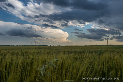 supercell wheat