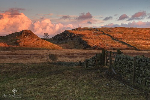 sycamore gap tree wall gate hills sunrise sunshine clouds field leefilters nisifilters formatthitech lowepro manfrotto northeast northumberland england hadrianswall photography photo foto