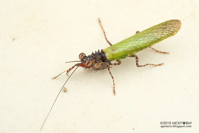 Mantis (Pachymantis sp.?) - DSC_3972