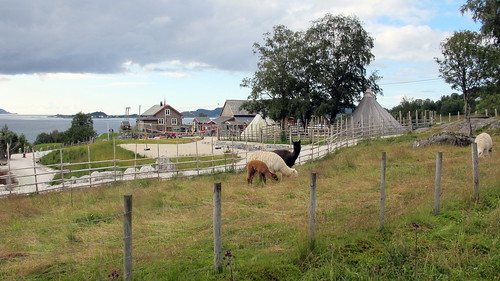 alpaca norway farm gard alpacas sunnmøre noreg alpakka vanylven hakallestranda dyresjå