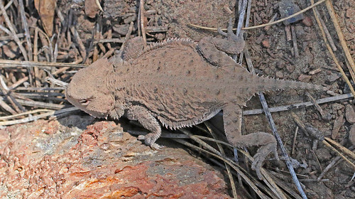 reptile lizard nm hornedtoad phrynosoma 2015 hornedlizard squamata phrynosomatidae lacertilia phrynosomamodestum catronco roundtailedhornedtoad lowersanfranciscoplaza