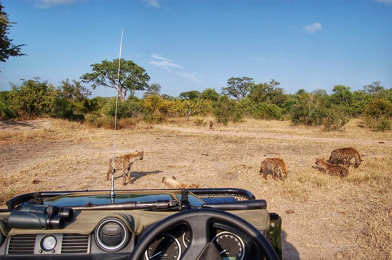 Hyenas from the jeep