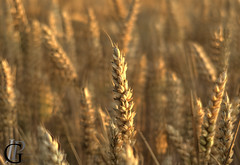 Harvest time has come! - Photo of Mœurs-Verdey