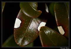 Mycosphaerella patouillardii on Buxus sempervirens - Photo of Épagny