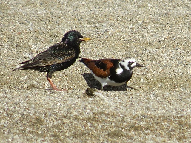 European Starling and Ruddy Turnstone at El Paso Sewage Treatment Center in Woodford County, IL
