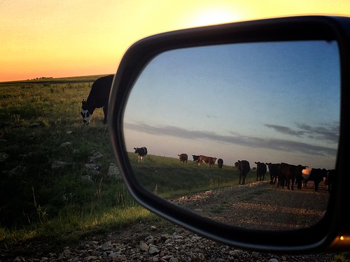cattle roadtrip kansas openrange flinthills iphone5sbackcamera412mmf22