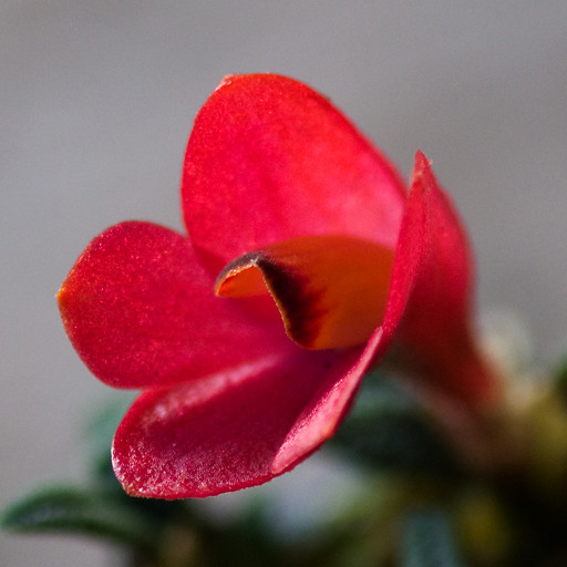 Dendrobium cuthbertsonii ‘Coral Red’ 19669888364_753ec719f3_z