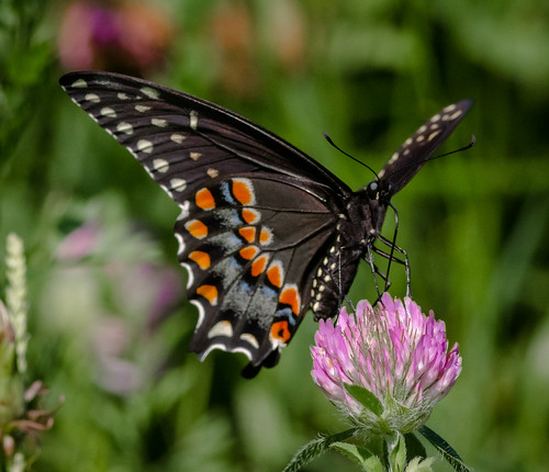 us pennsylvania butterflies content insects places folder swallowtail takenby chestercounty blackswallowtail 2015 peterscamera petersphotos extonpark canon7d 201507july 20150716chestercountymisc