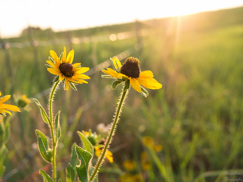 sunset yellowflower sunflower kansas winfield blackeyedsusan cowleycounty