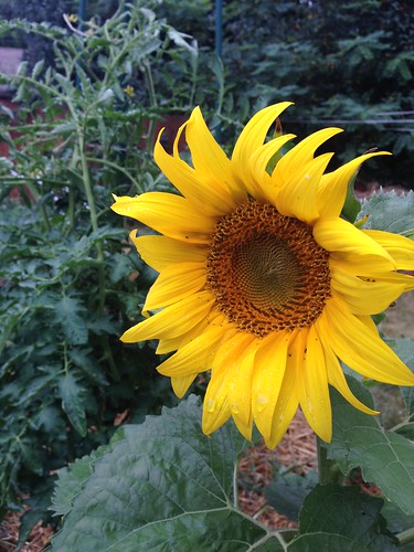 Volunteer sunflower