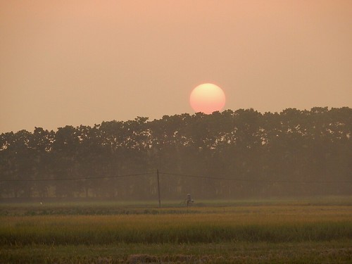 trees sunset forest globe orb fields hanoi setting outskirts
