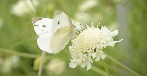 Kleiner Kohlweißling - Small White - Pieris rapae