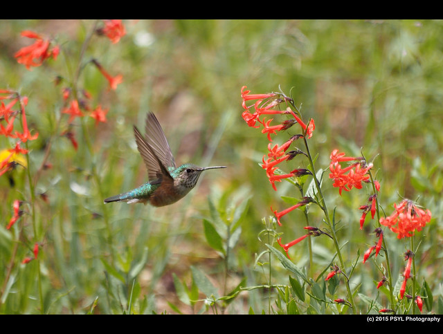 Rufous Hummingbird (Selasphorus rufus) visiting Ipomopsis aggregata