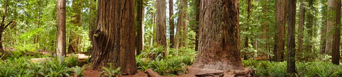 california trees redwoods stoutgrove