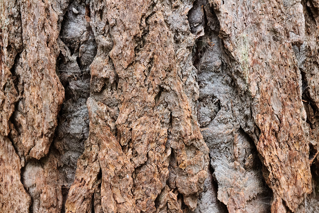 A close-up view of the bark of an old tree along the Wonderland Trail in Mount Rainier National Park