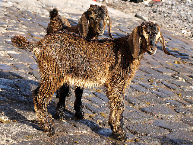 Wet Kids, Bathing of the Goats, Puerto de la Cruz, Tenerife
