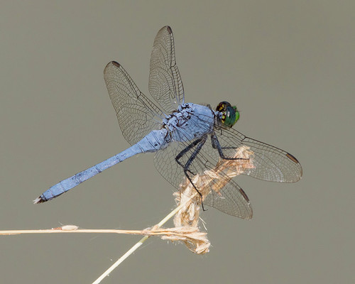 usa male insect us texas unitedstates dragonfly perched uvalde easternpondhawk erythemissimplicicollis uvaldecounty