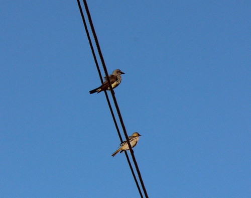 westernkingbird bullocksoriole