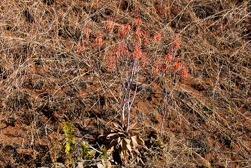 southafrica xanthorrhoeaceae asphodeloideae aloegreatheadii