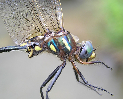 insect dragonfly emerald odonata anisoptera corduliidae plainsemerald somatochloraensigera