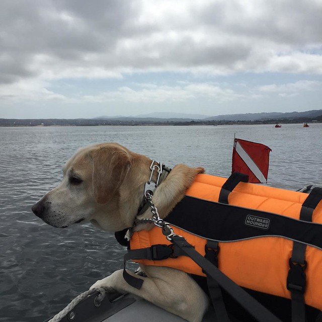 DiveDog waiting for his daddy to come back. He has to wear a correction collar so I can keep him from jumping in after the seals & sea lions. He's obsessed. #Monterey #boat #doginaboat