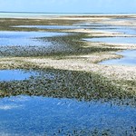vanderploeg2016 Lau Lagoon (285) seagrass at Fumato