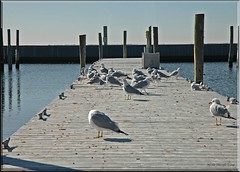 gulls take over the dock
