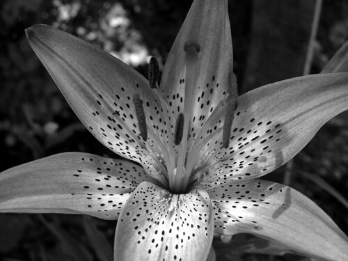 blackandwhite bw plants flower macro photoshop lily sony mavica sonymavica bwflowers lauren98 mavicacd