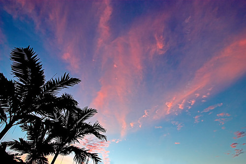 pink silhouette sunrise palms manila 19496b