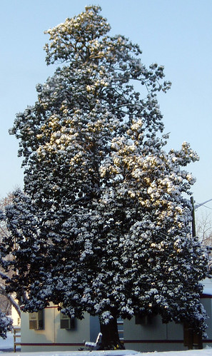 winter snow geotagged maryland magnolia salisbury firstsnow delmarva 6dec2005