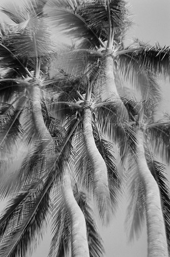 dominicanrepublic palm palmtree puntacana