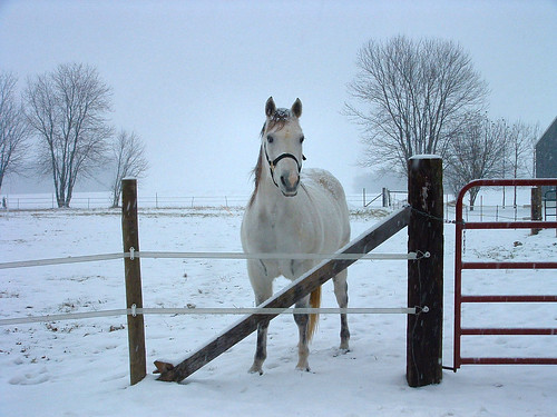 horse white snow interestingness orleans gutentag interestingness1 indiana buddy 100views 400views 300views 200views top20horsepix 500views orangecounty 800views 600views 700views snowday 1000views 900views 1100views 1200views 1300views 1500views 1400views 1600views