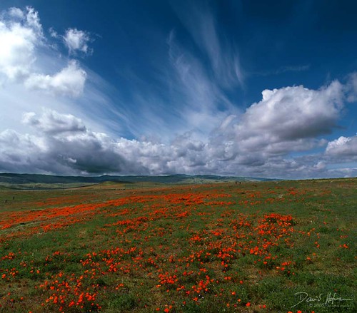 sky flower clouds landscape poppy losangles