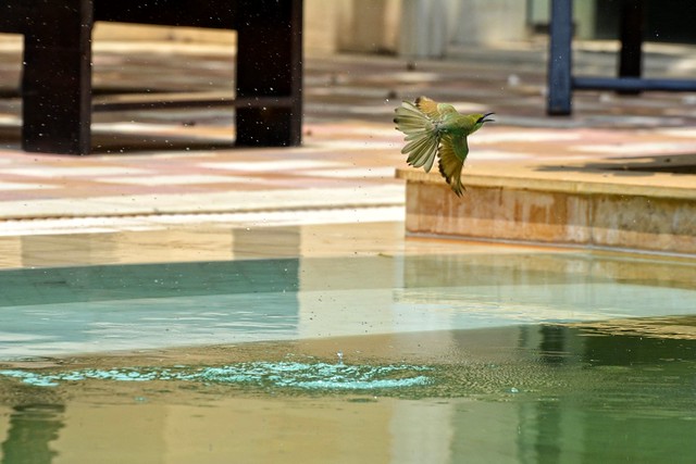 Bee-Eaters Bathing