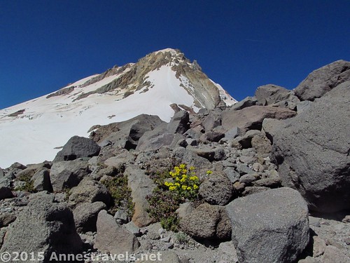 Wildflowers find a way to live in the rocks along the Cooper Spur Trail, Mount Hood National Forest, Oregon