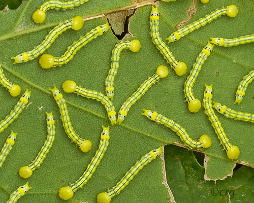 pennsylvania caterpillar pisgah bradfordcounty orangehumpedmapleworm symmeristaleucitys earlyinstar