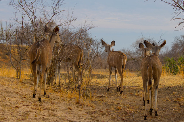 Morning kudu