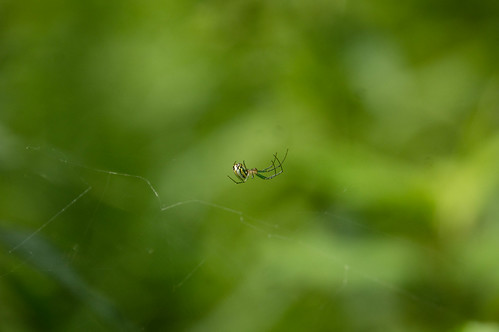 01992 Orb Weaver Spider
