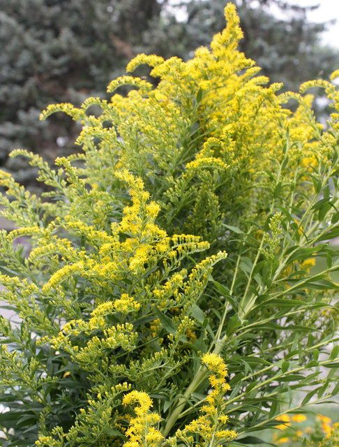 large clump of goldenrods