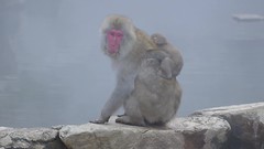 Video: Jigokudani Monkey Park 地獄谷野猿公苑