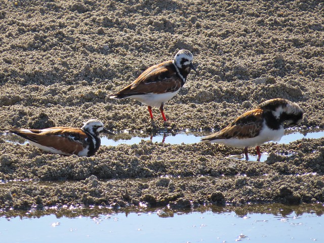 Ruddy Turnstone at the El Paso Sewage Treatment Center in Woodford County, IL 23